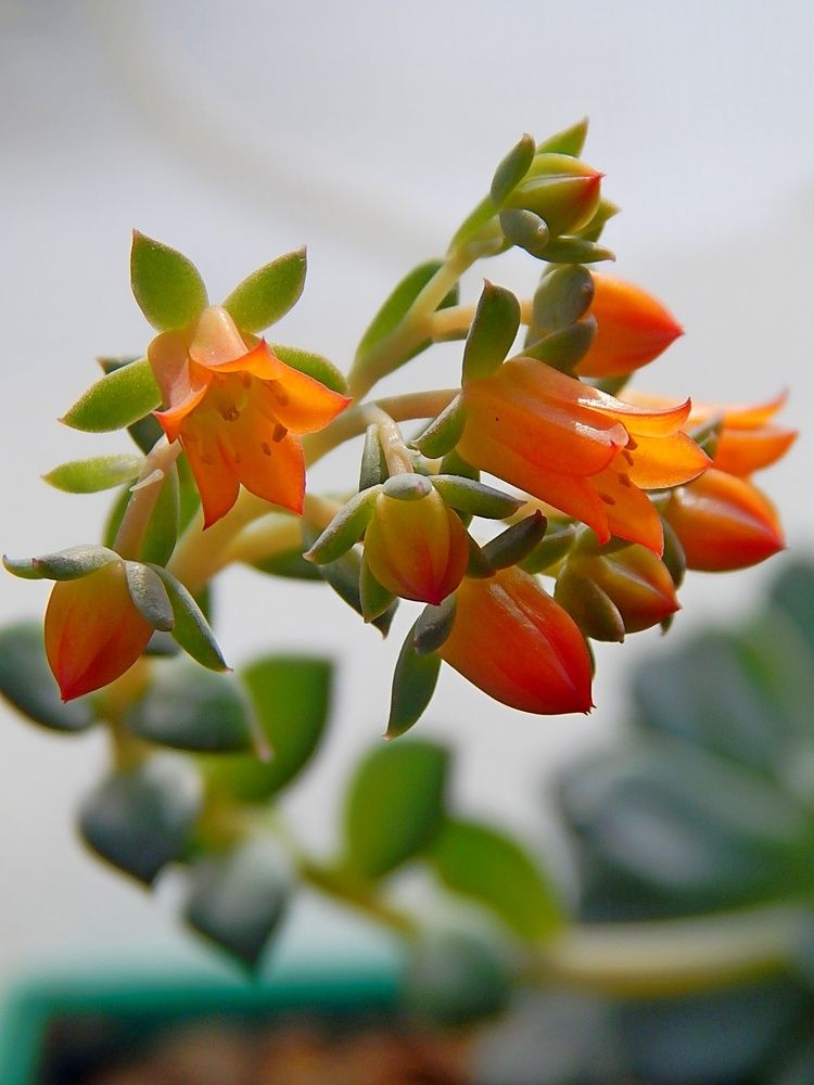 Цветочки-малютки