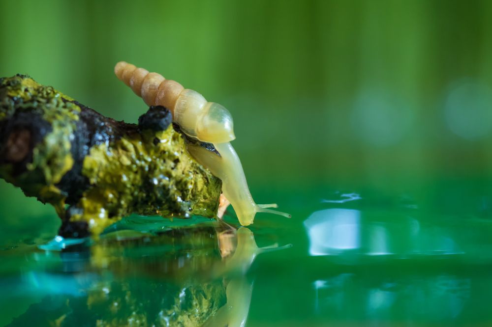 Маленький друг