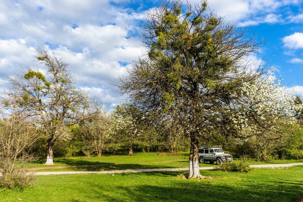 дикая груша