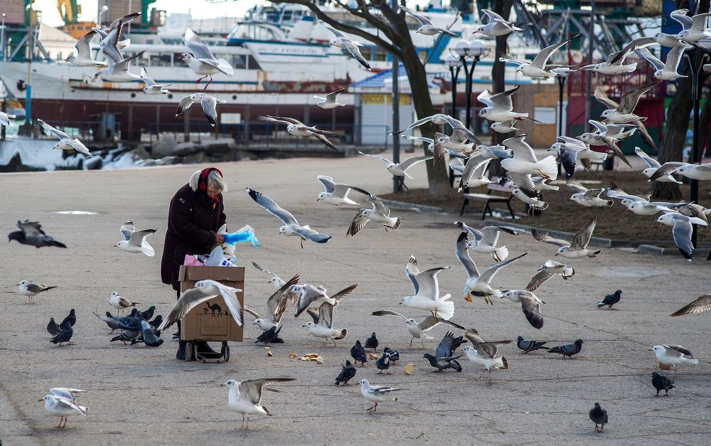 Птичий друг