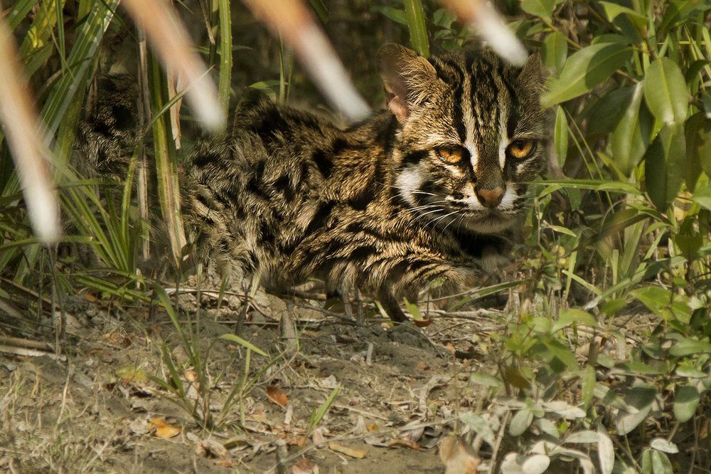 Fishing cat