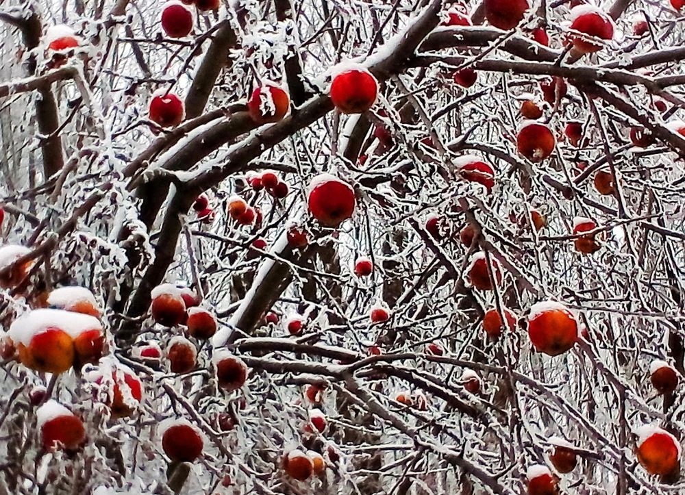 Яблоки на снегу