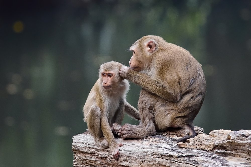 Я люблю тебя, сынок!
