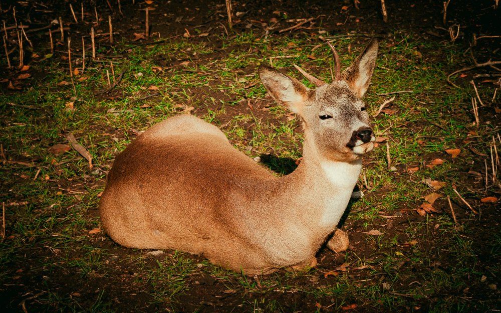 В полудреме