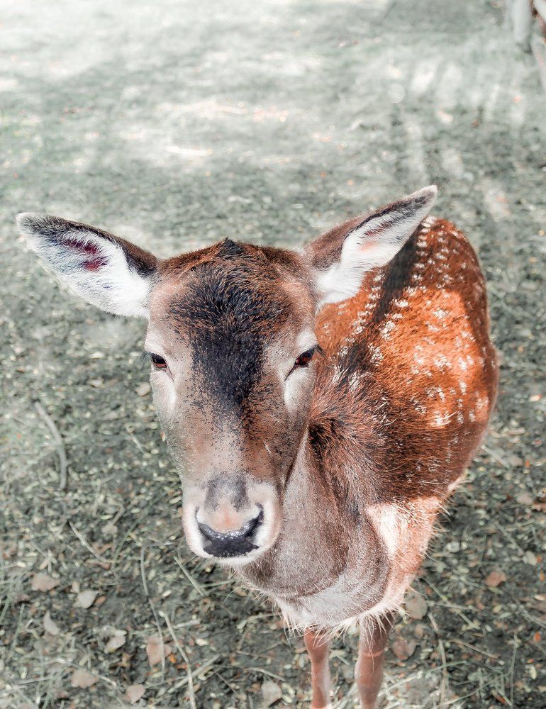 Любопытство