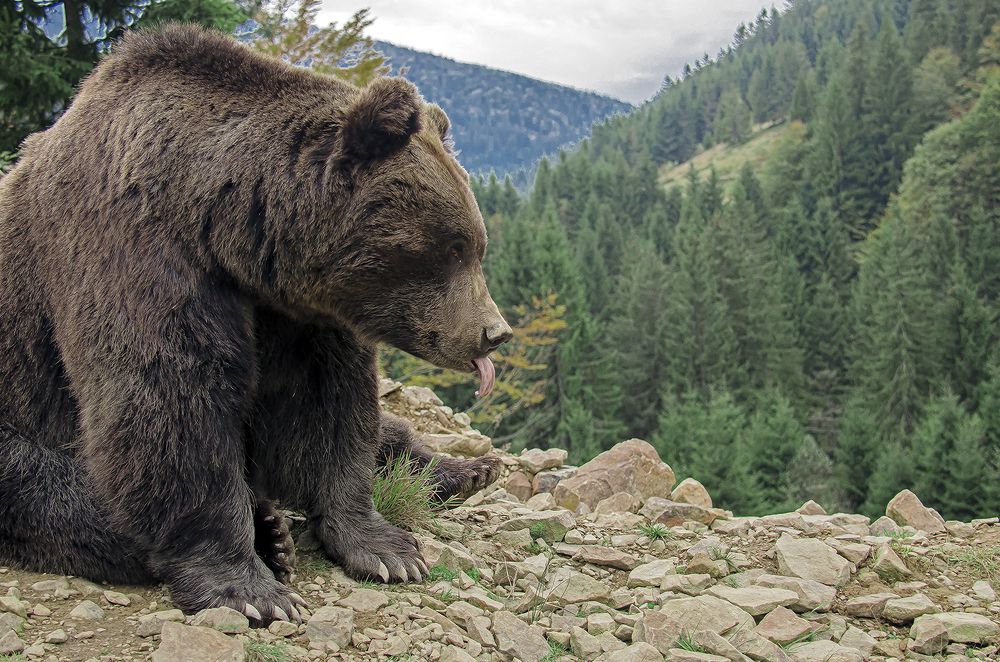 Вот тебе, лисица! (There you are, fox!)