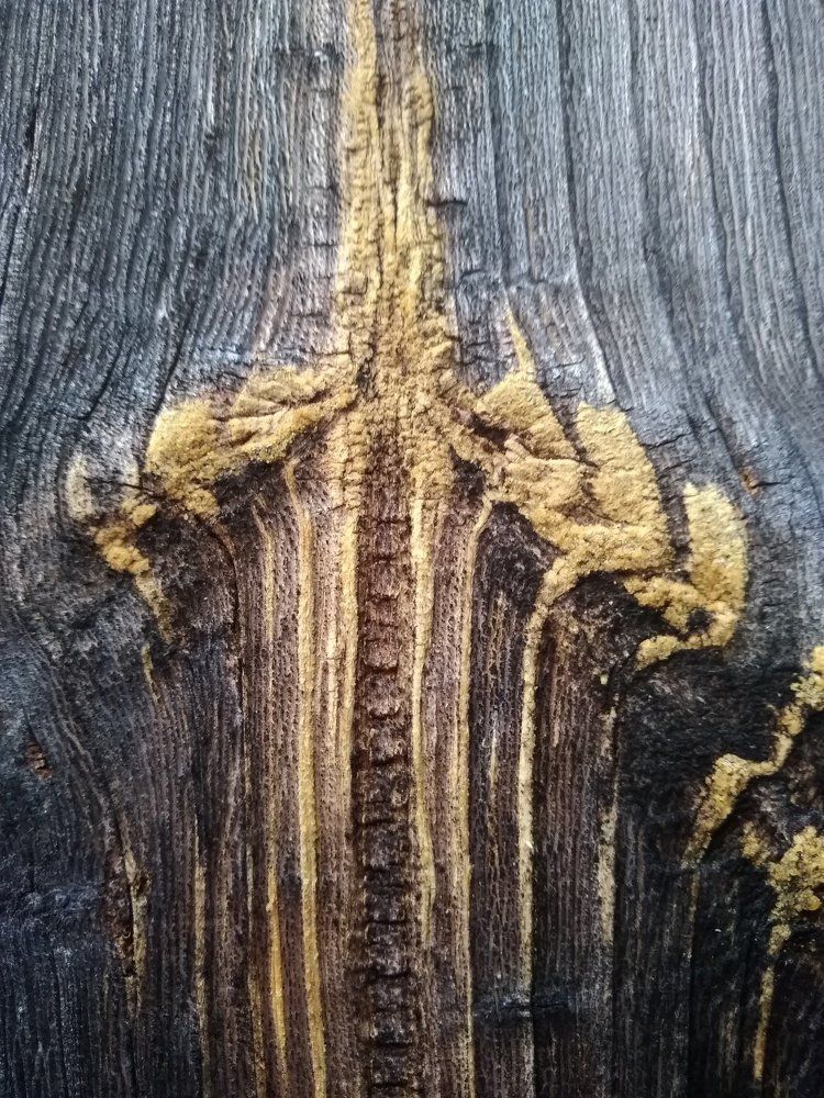 Photograph by Anna Pankratova