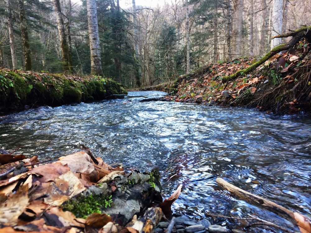 в устье ручья