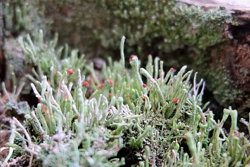 Photograph by Anna Pankratova