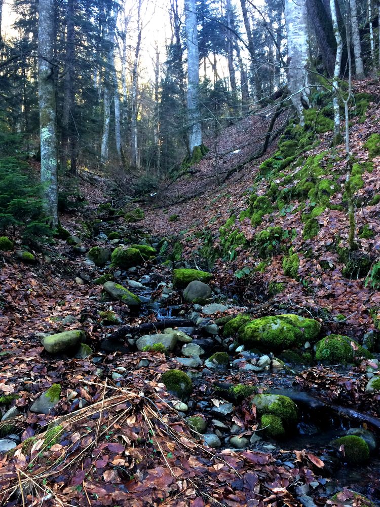 А дальше лес...