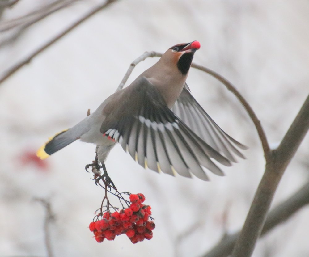 Любители рябины