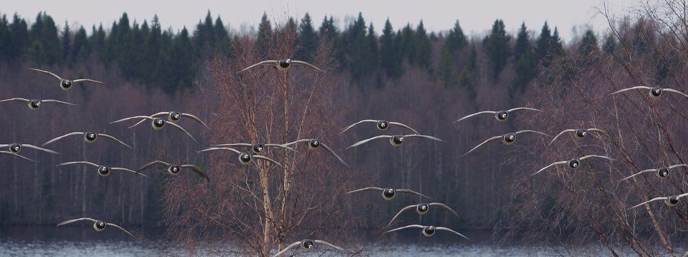 перелет казарок