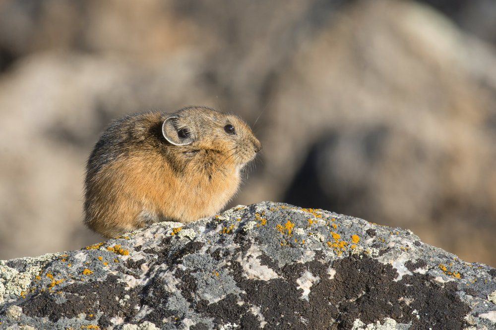 Алтайский чебурашка.