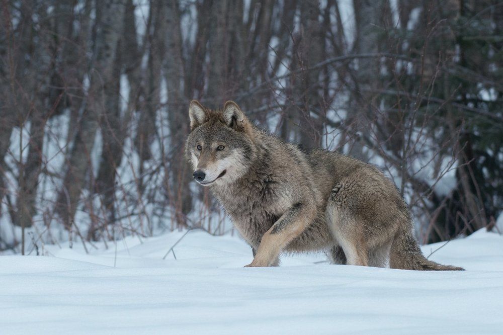 Крадущийся волк.