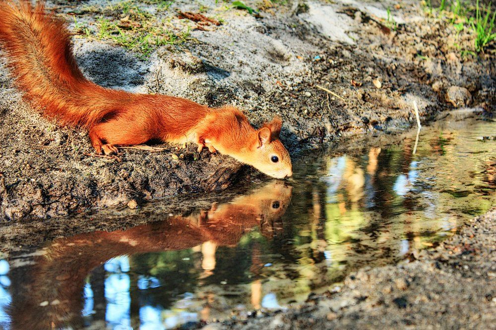 У лесного ручейка 3.3