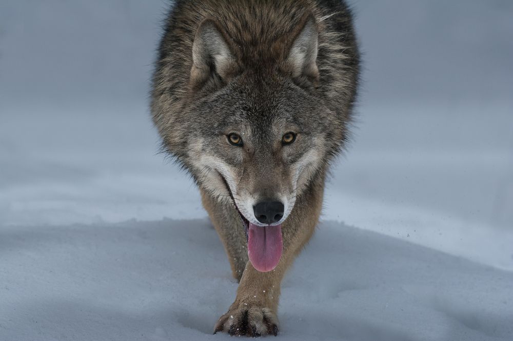 Глаза в глаза.