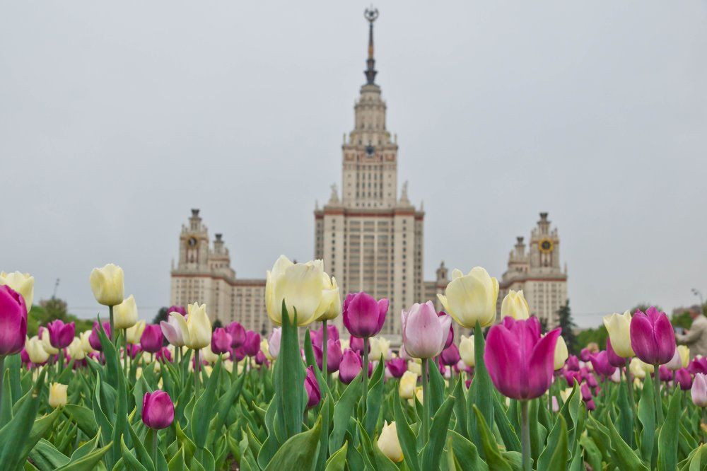 МГУ и тюльпаны