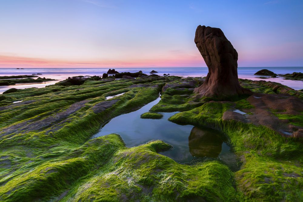 Green moss in Co Thach