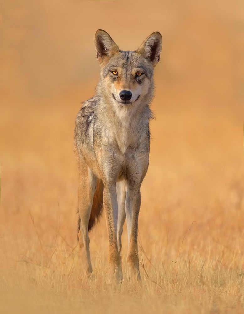 Indian-wolf