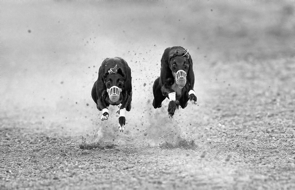 dog race