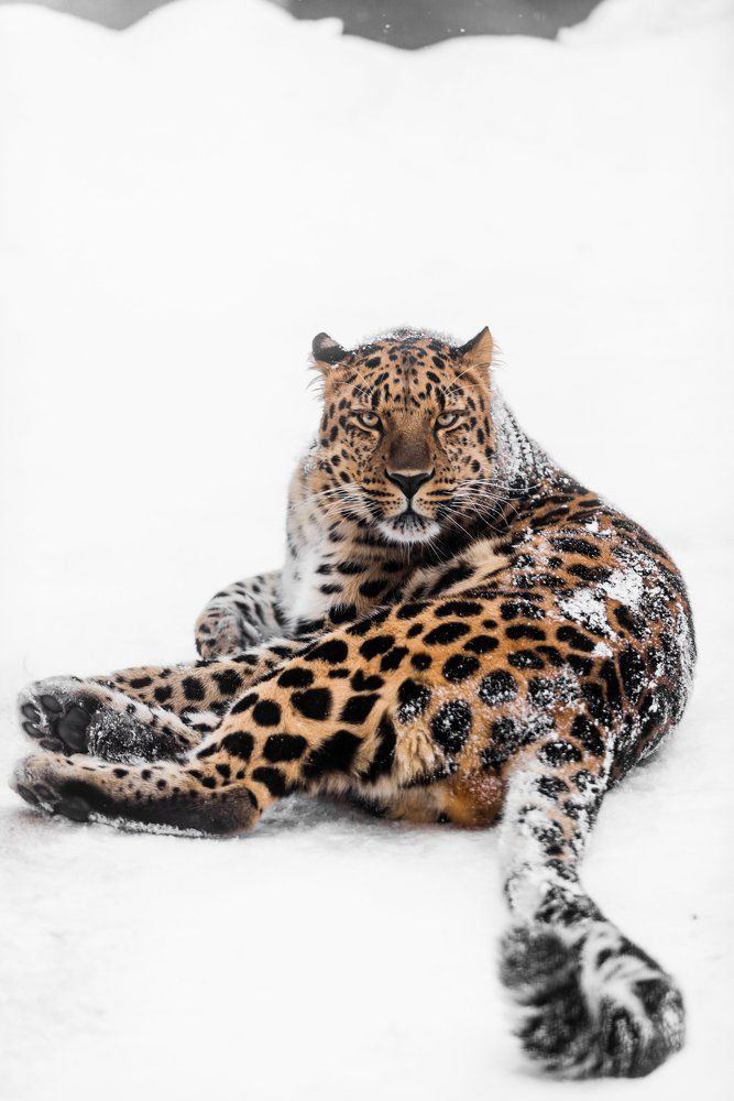 Дальневосточный Леопард