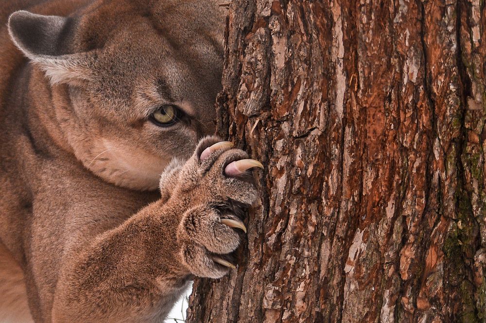 Канадская Пума