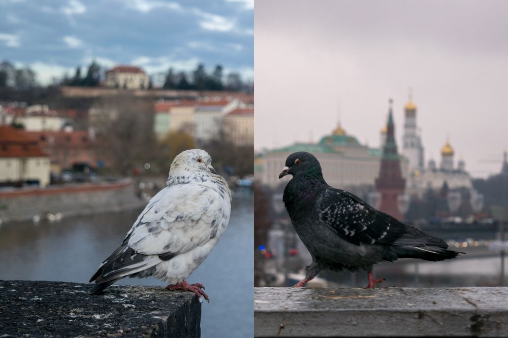 Родство городов
