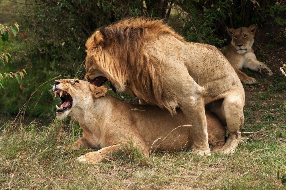 Photograph by Михаил Туркеев