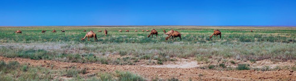 Panorama of the Kazakhstan steppe with camels. Near Almaty.