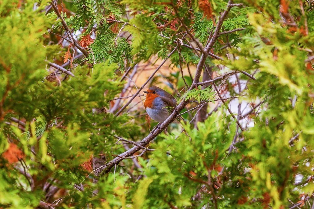 Bird European Robin (lat. Erithacus rubecula) in the Arboretum of Sochi. Russia
