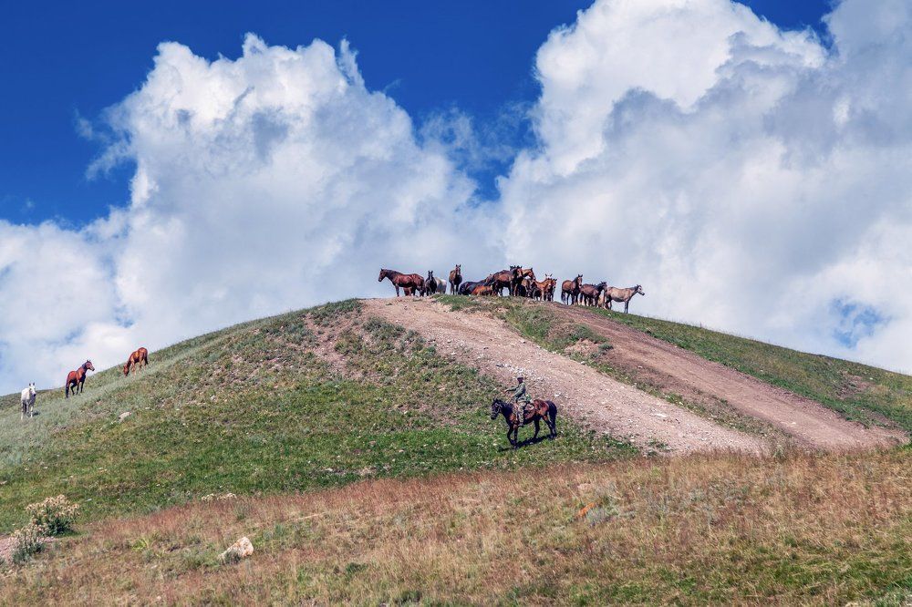 Shepherd on the plateau of Assy. Almaty region, Kazakhstan.