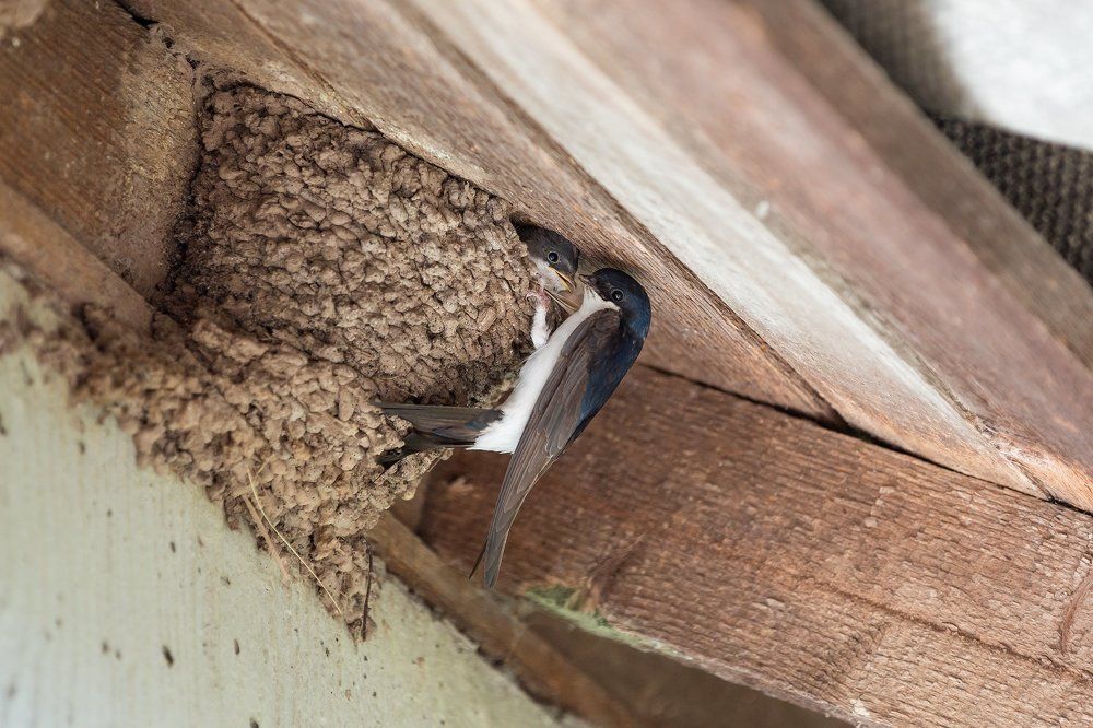 Photograph by Надежда Ячменева