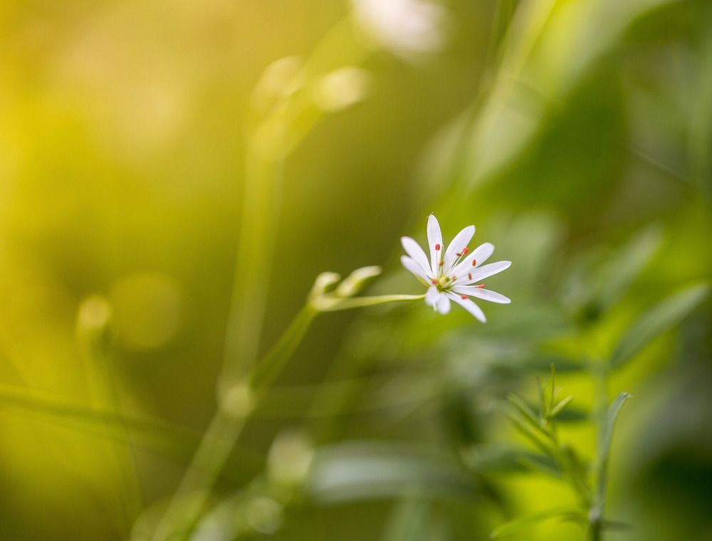 Летнее утро