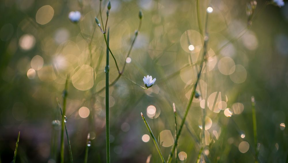 Летнее утро