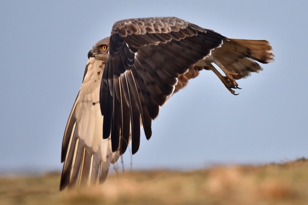 Let me just soar away into serenity.