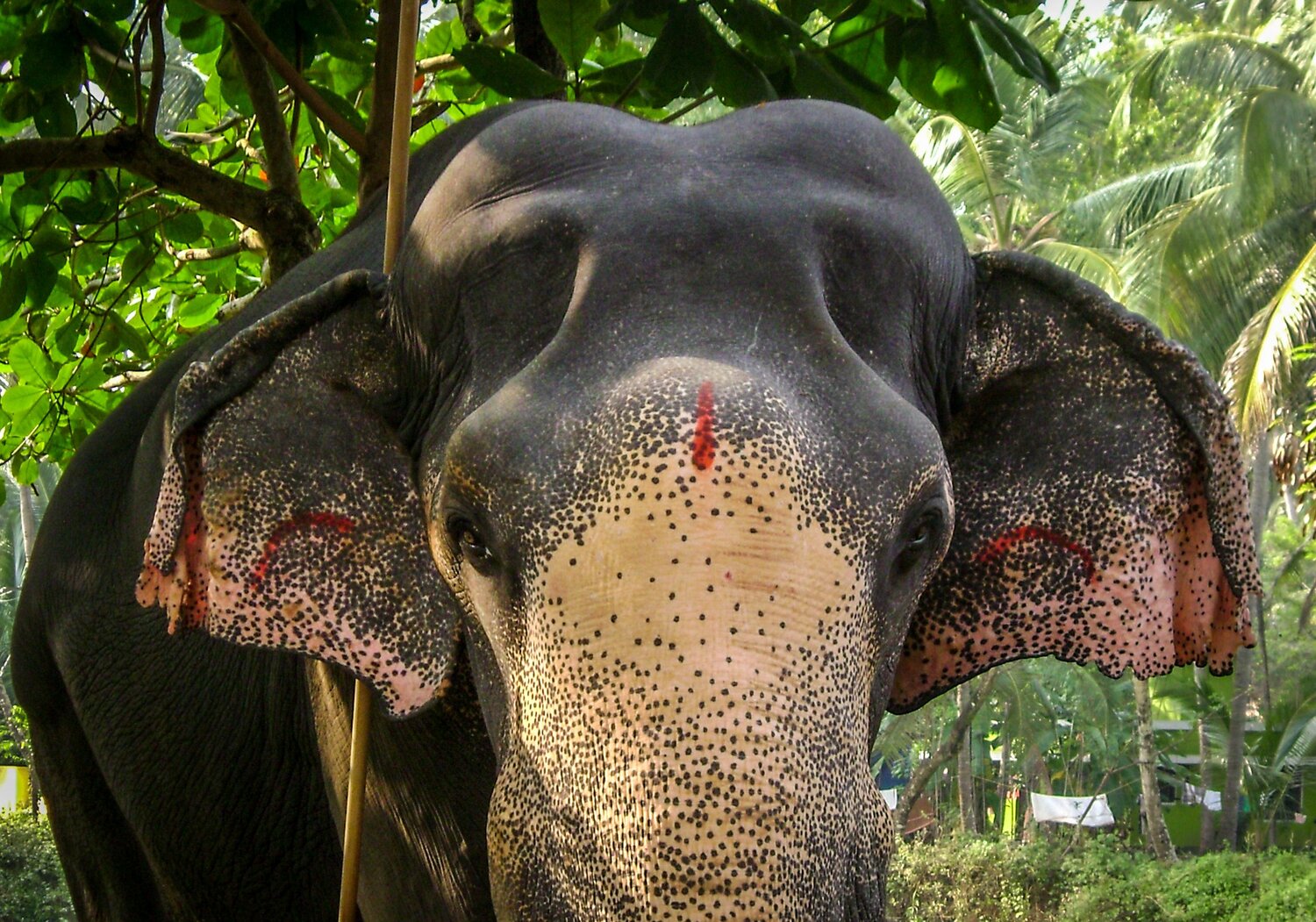 Elephant