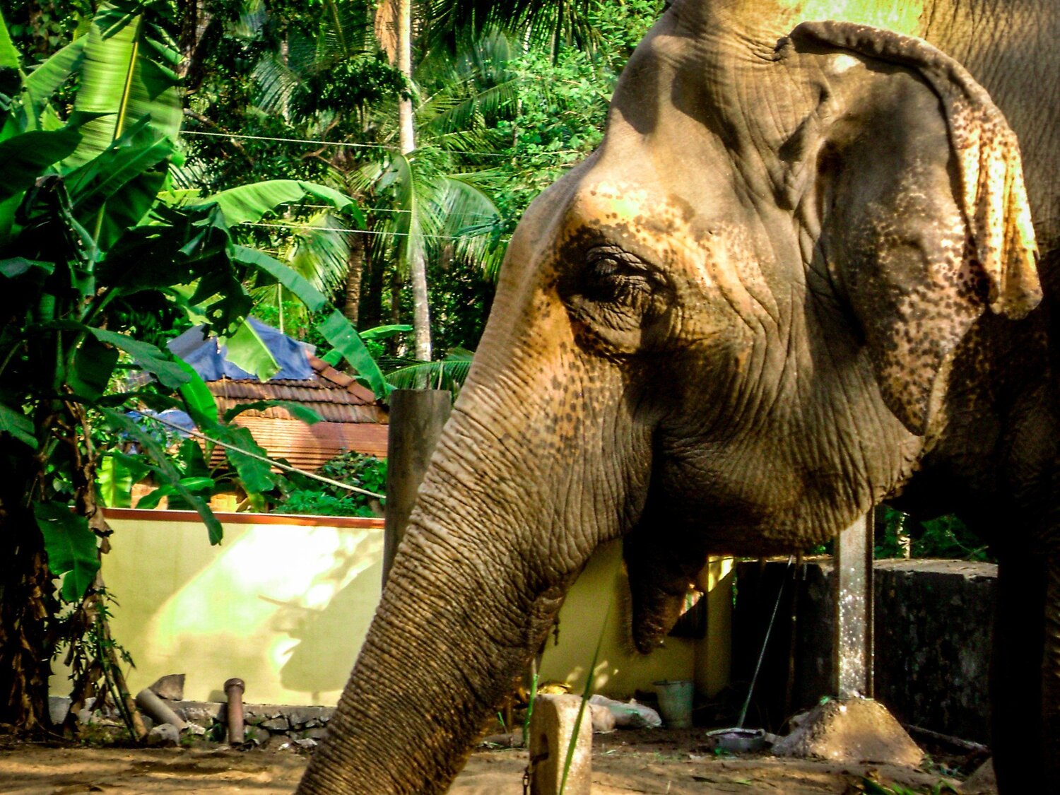 Elephant
