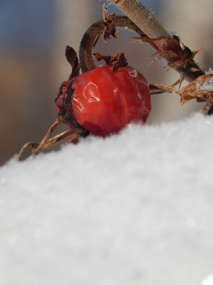 Зимняя ягода