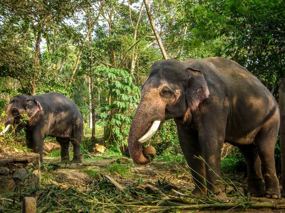 Elephants
