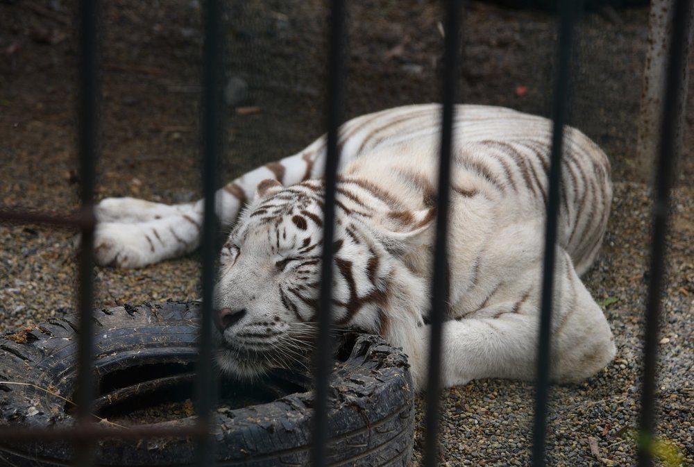 Сижу за решёткой...