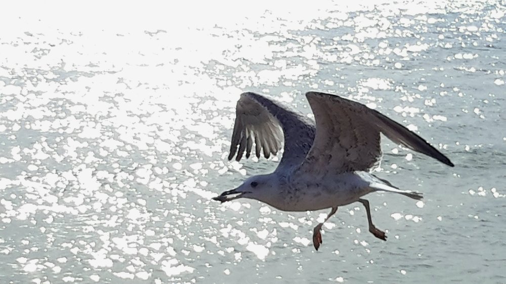 Полет чайки