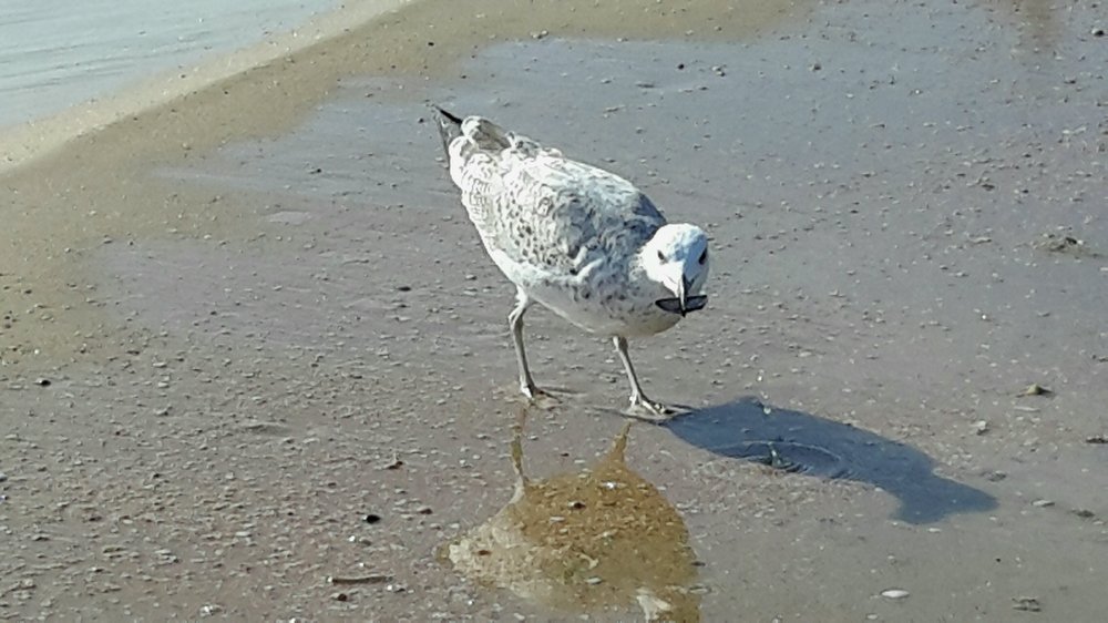 Зеркало для чайки