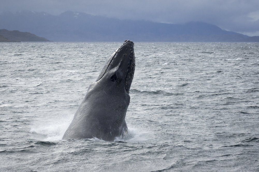 А мне летать охота!