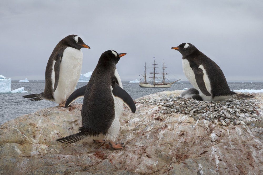 Незваные гости