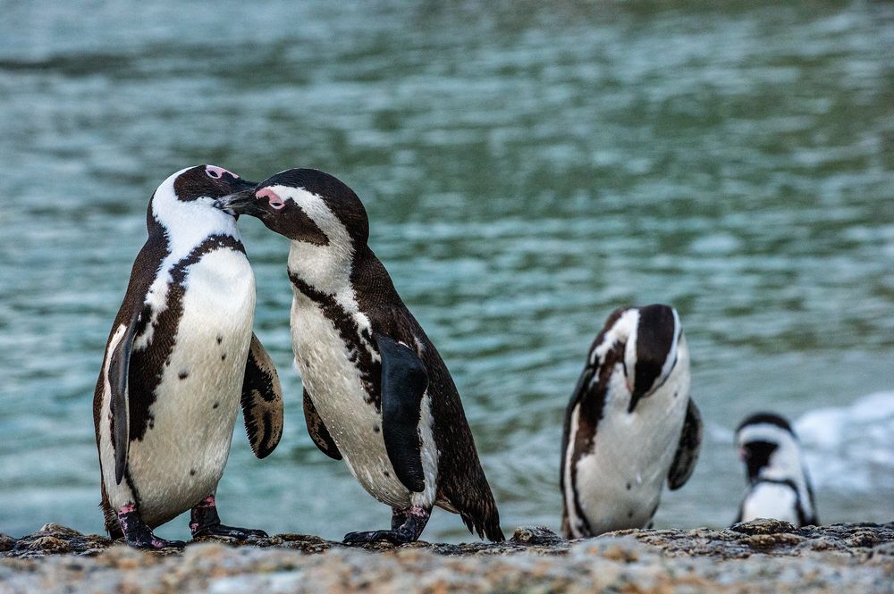 Африканские пингвины