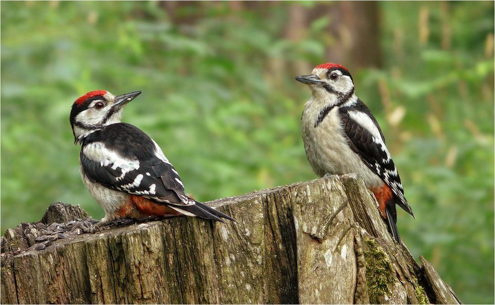 Отцы и дети