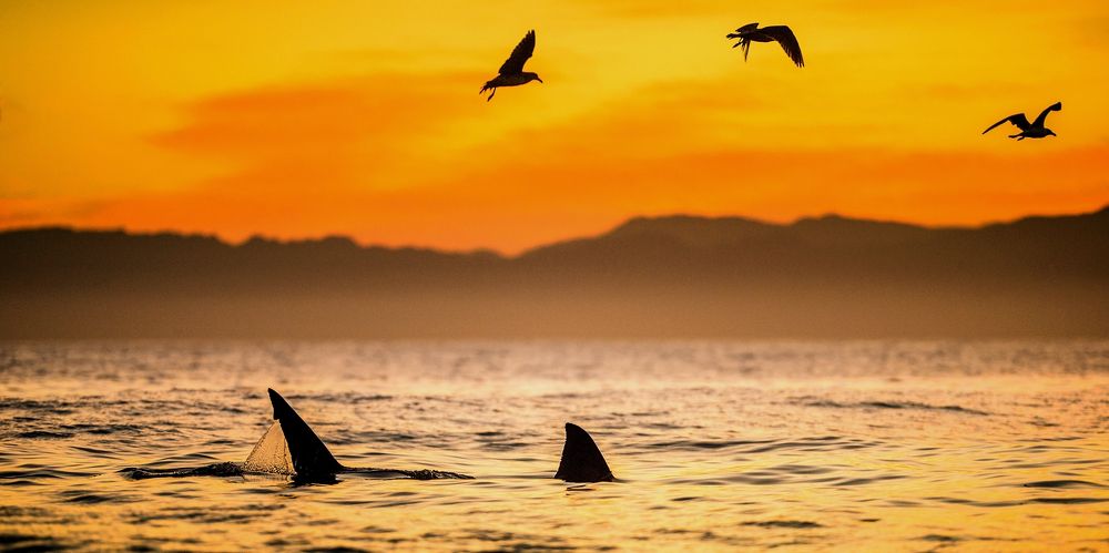 Большая белая акула