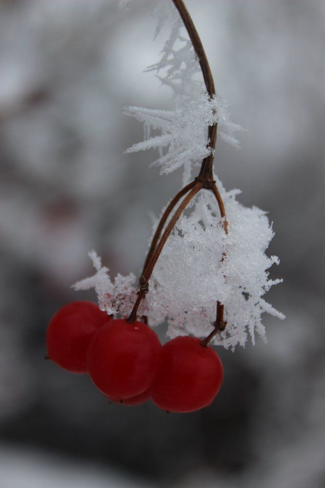 Photograph by Колесник Татьяна