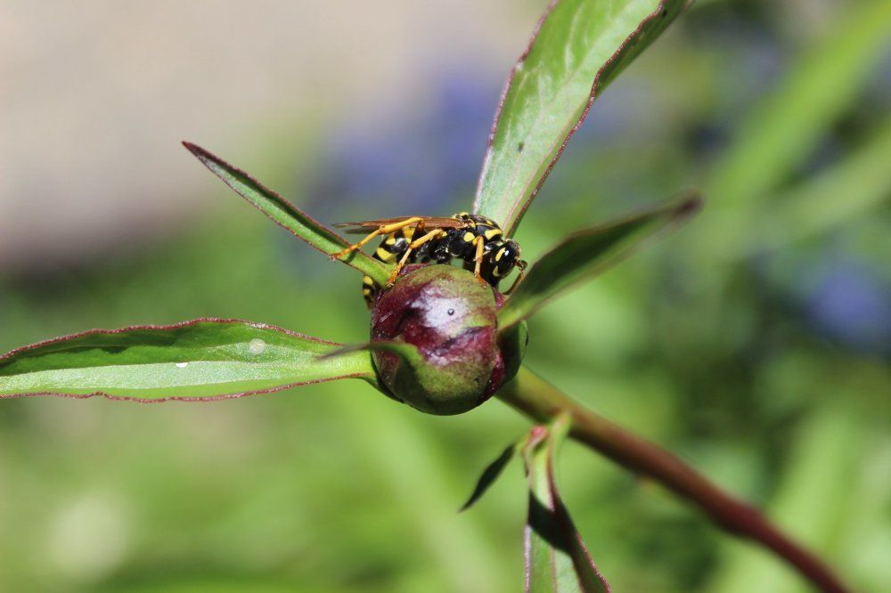 Photograph by Колесник Татьяна