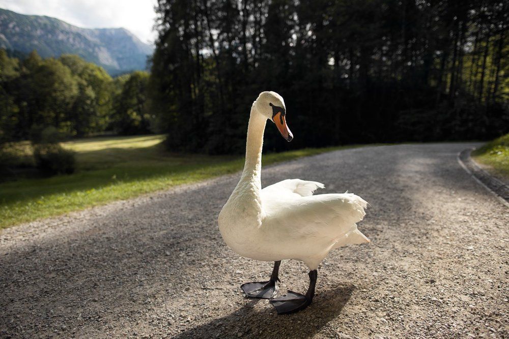 Дикий, но среди людей
